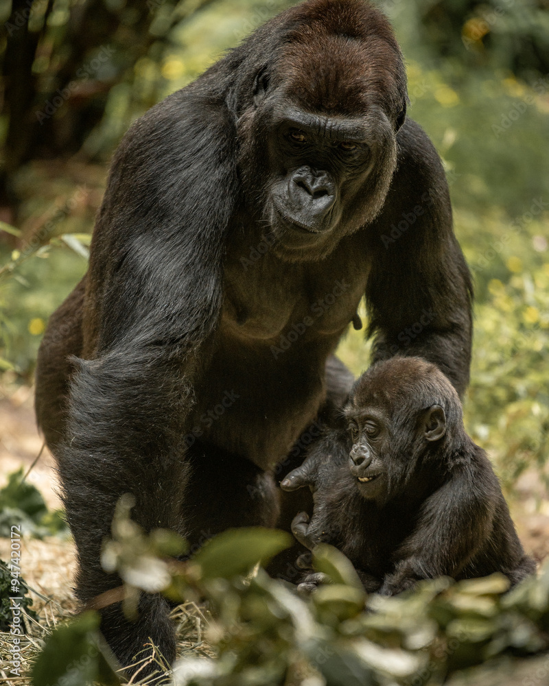 Gorilla mama and baby