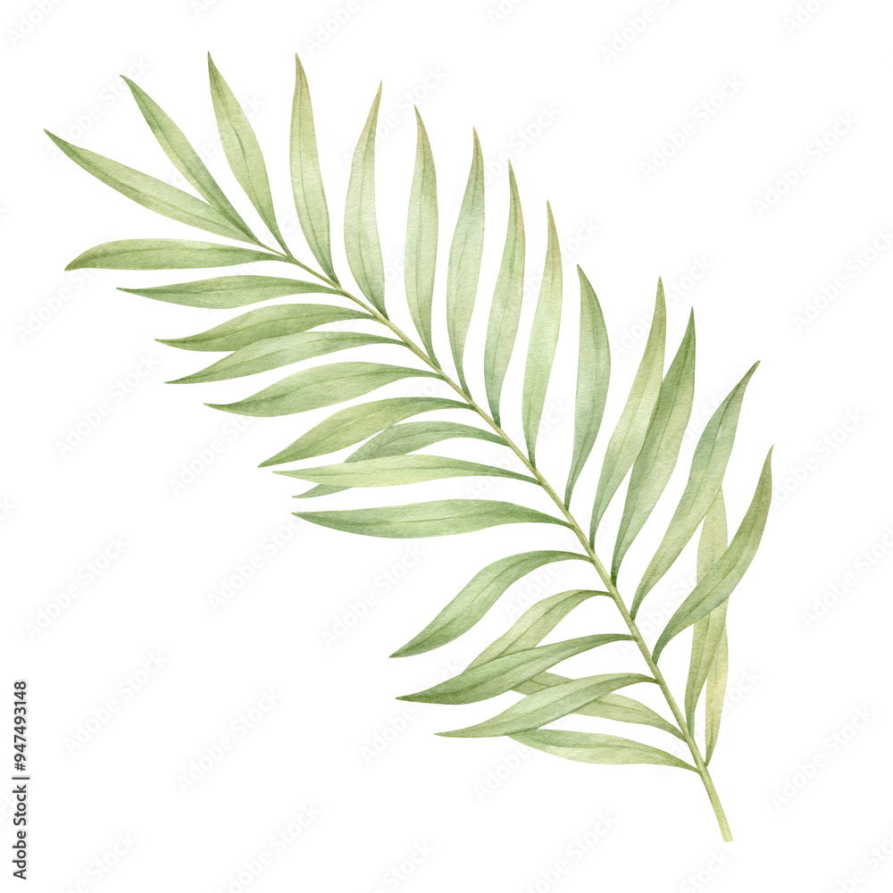 Palm branch watercolor illustration isolated. Palm branch watercolor illustration isolated.