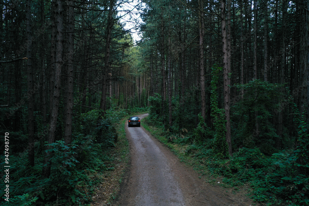 Fototapeta premium The Charm of an Old Forest Trail