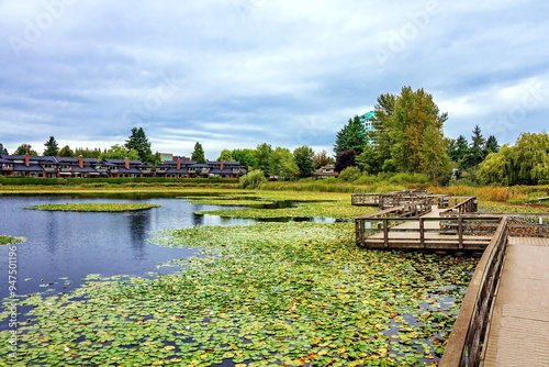 A beautiful lake in a residential area of Abbotsford, covered with water lilies, a wooden bridge over the lake and a village of townhouses on the shore against a blue sky