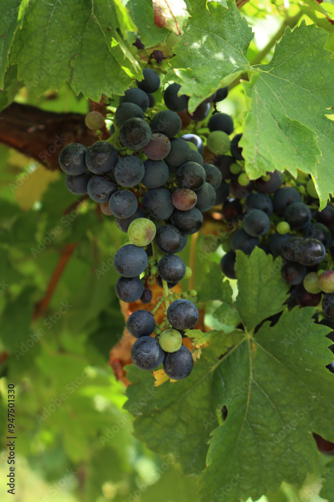Close-up of purple and green Pinot grapes on vine plants in the vineyard on late summer Close-up of purple and green Pinot grapes on vine plants in the vineyard on late summer