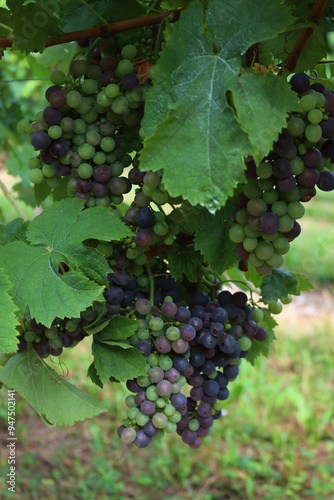 Wallpaper Mural Close-up of purple and green Pinot grapes on vine plants in the vineyard on late summer  Torontodigital.ca