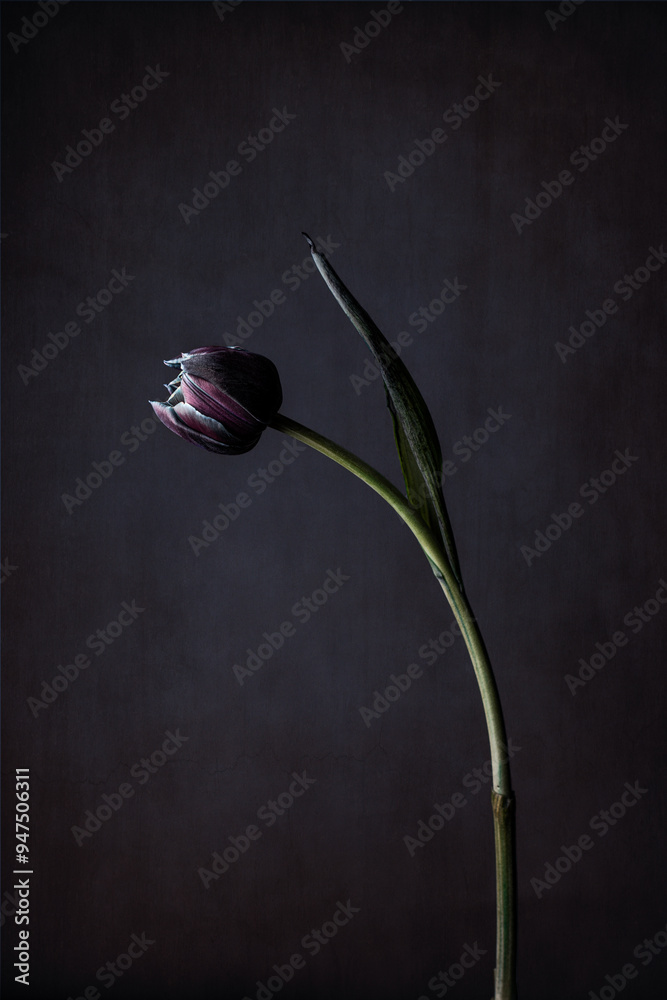 Obraz premium Blue tulip in studio lighting on old dark canvas background