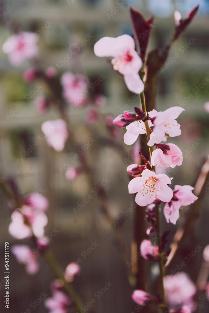 peach tree with pink blossoms, telephoto shot at shallow depth of field peach tree with pink blossoms, telephoto shot at shallow depth of field