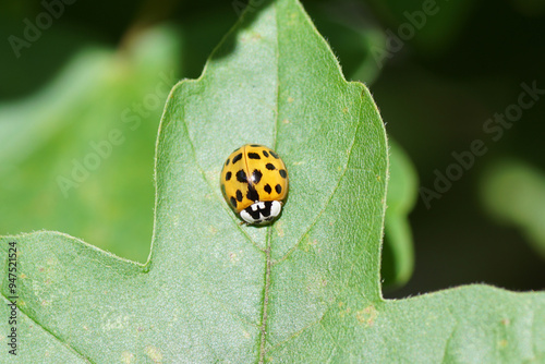 Orange, yellow harlequin ladybird (Harmonia axyridis f. succinea) on a field maple leaf. Family coccinellidae. Dutch garden. Summer, August photo