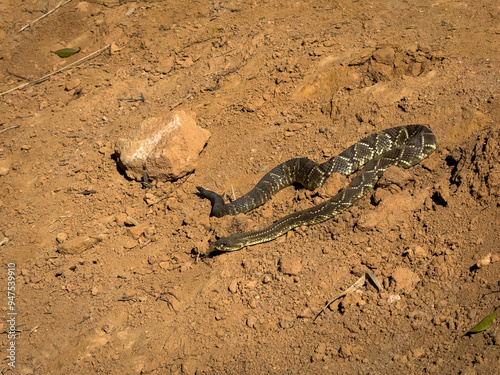 Reptilian Stealth and Camouflage in the Wild Outdoors photo