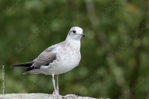 Photography Young common gull