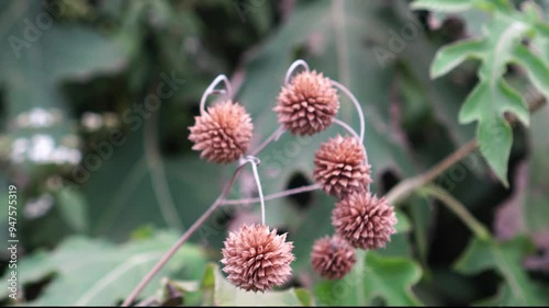 Montanoa bipinnatifida dried flower ball photo