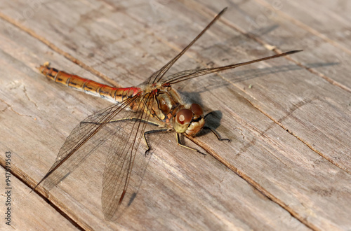 Canvas Print Dragonfly