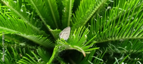 Butterflies of the Euchrysops cnejus species perched on fern trees photo