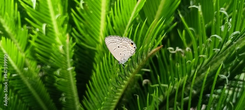 Butterflies of the Euchrysops cnejus species perched on fern trees photo