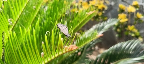 Butterflies of the Euchrysops cnejus species perched on fern trees photo