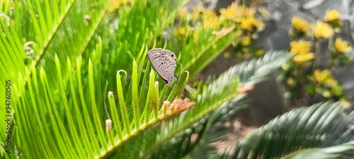 Butterflies of the Euchrysops cnejus species perched on fern trees photo