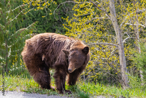 Fluffy black bear looking at the camera
