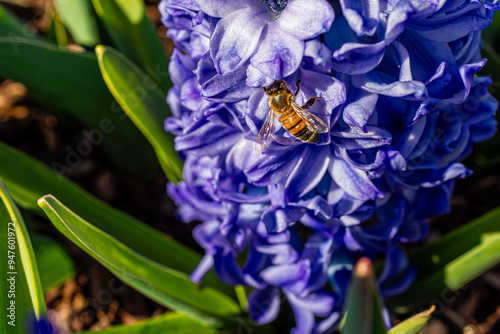 A bee on Tulip flowers with visible pollen