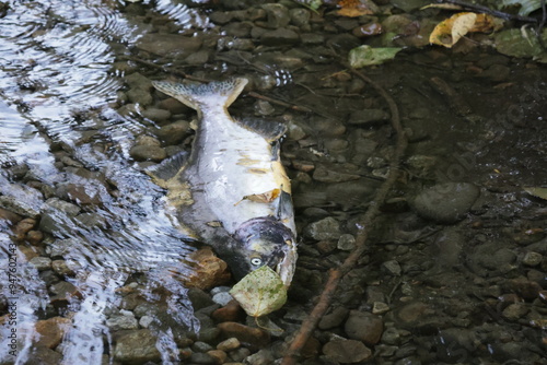 Canvas-taulu Dead salmon on a stream after spawning
