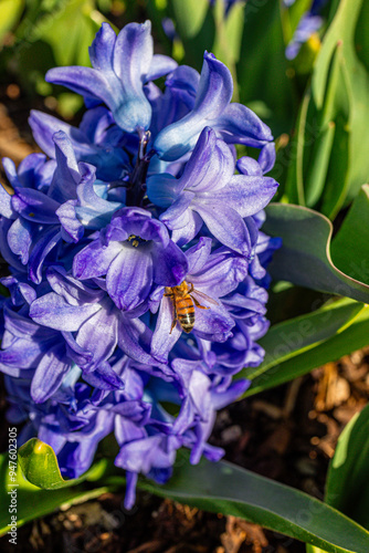 A bee on pretty Tulip flowers with visible pollen