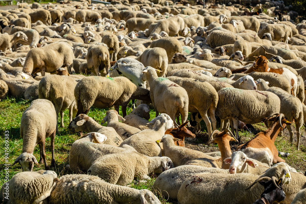 transhumant herd resting next to the river Valira de Castanesa, municipality of Montanuy, Ribagorza, province of Huesca, Aragon, Cordillera de los Pirineos, Spain transhumant herd resting next to the river Valira de Castanesa, municipality of Montanuy, Ribagorza, province of Huesca, Aragon, Cordillera de los Pirineos, Spain