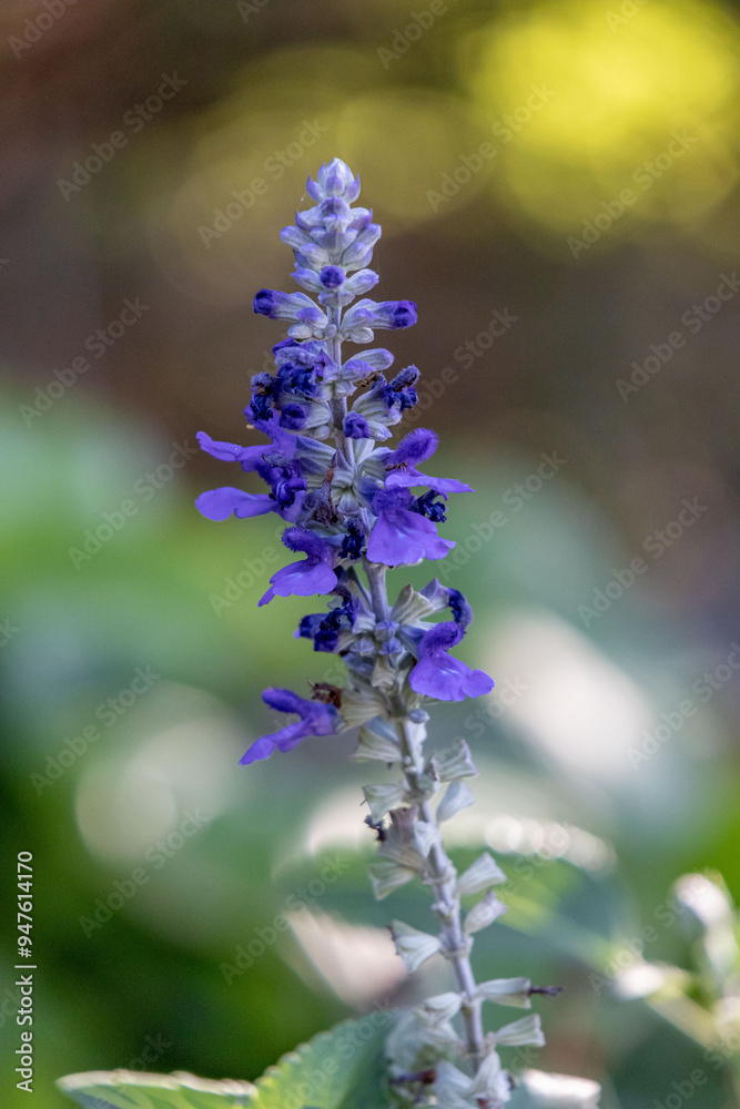 Fototapeta premium Decorative sage blooms
