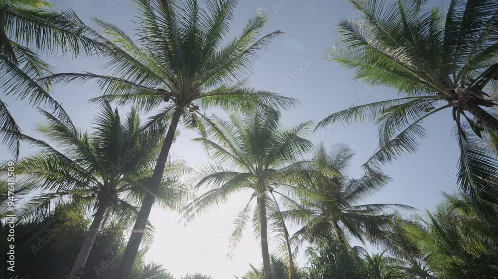 palm trees against blue sky summer low angle view. palm trees against blue sky summer low angle view.