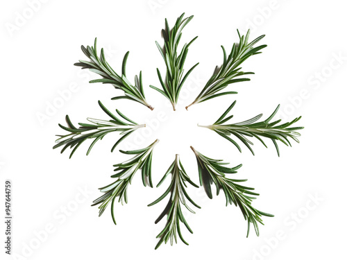 Collection of Rosemary twig and green leaves for garnish food menu isolated on background, flat lay of fresh vegetable herb.