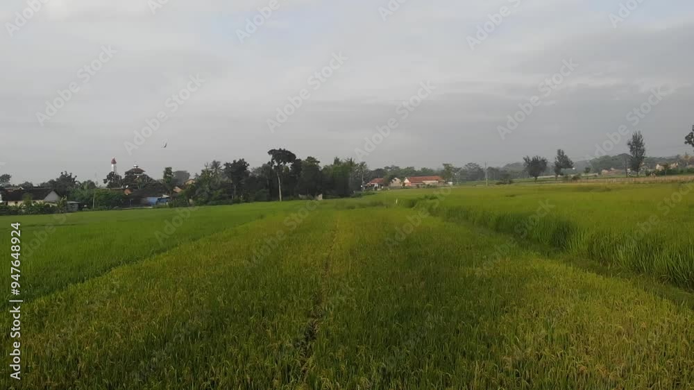 Lush green rice paddy field with a village in the background. Lush green rice paddy field with a village in the background.