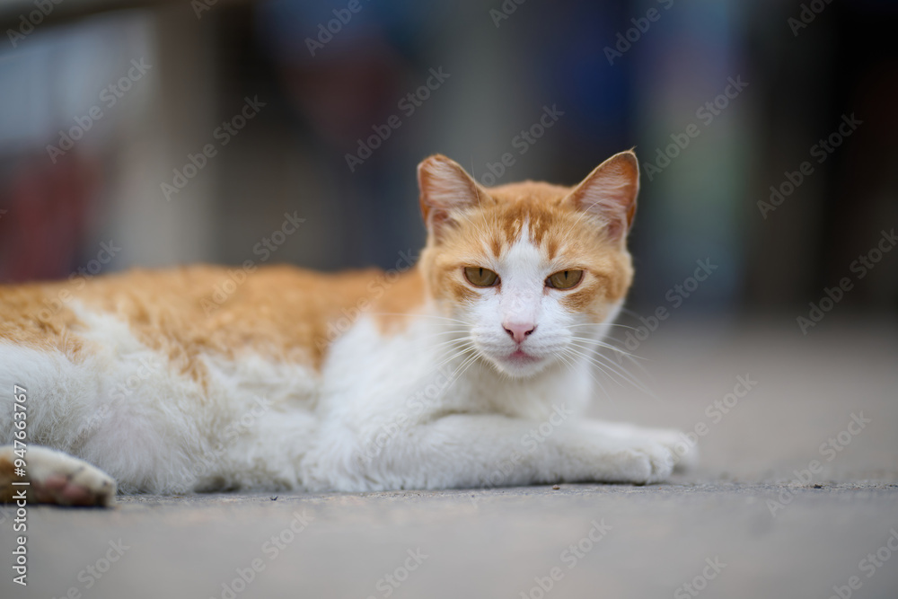 A cute domestic cat sitting on the ground in Sha Tau Kok, Hong Kong A cute domestic cat sitting on the ground in Sha Tau Kok, Hong Kong