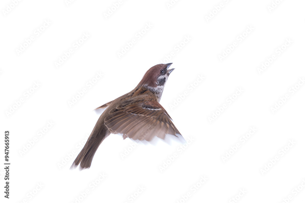 Fototapeta premium flying sparrow isolated on white background