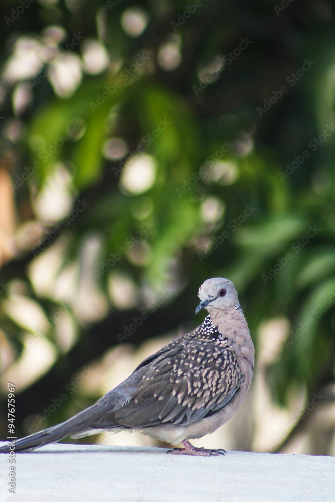 Birds Images Animals Images Pictures dove sunset aesthetic Birds Images Animals Images Pictures dove sunset aesthetic