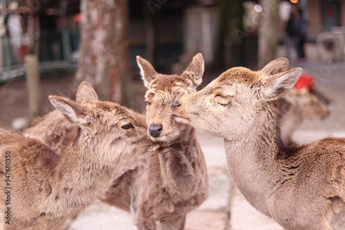 Three deer share a tender moment, gently nuzzling and kissing each other. photo