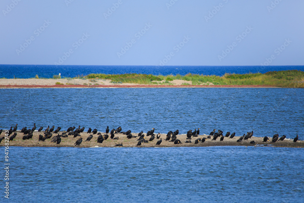 Naklejka premium Many cormorants in the nature reserve Westermarkelsdorf Huk (headland) at the Baltic Sea Island Fehmarn - Germany
