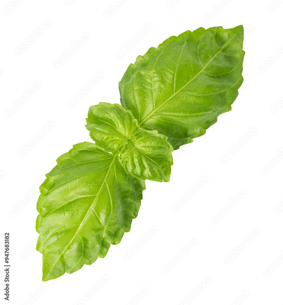 Fresh green basil leaves isolated. png file Fresh green basil leaves isolated. png file