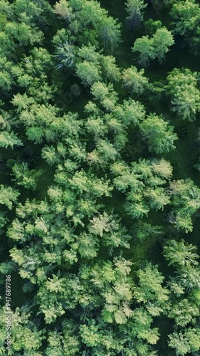 Vertical Screen: Lush Green Canopy of Washington Forest Captured from Above, Highlighting the Vibrant Natural Colors. 4K Footage. photo
