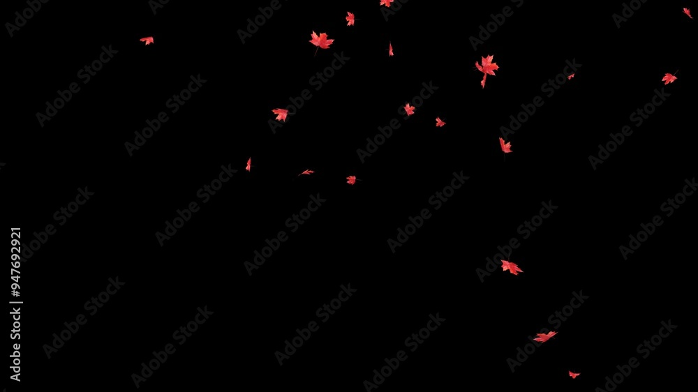 Red Rose Petals Falling on Alpha Channel. Red Rose petal falling on alpha channel you can place on footage or background and easier to change colour.
Red Rose Petals Falling on Alpha Channel. Red Rose petal falling on alpha channel you can place on footage or background and easier to change colour.