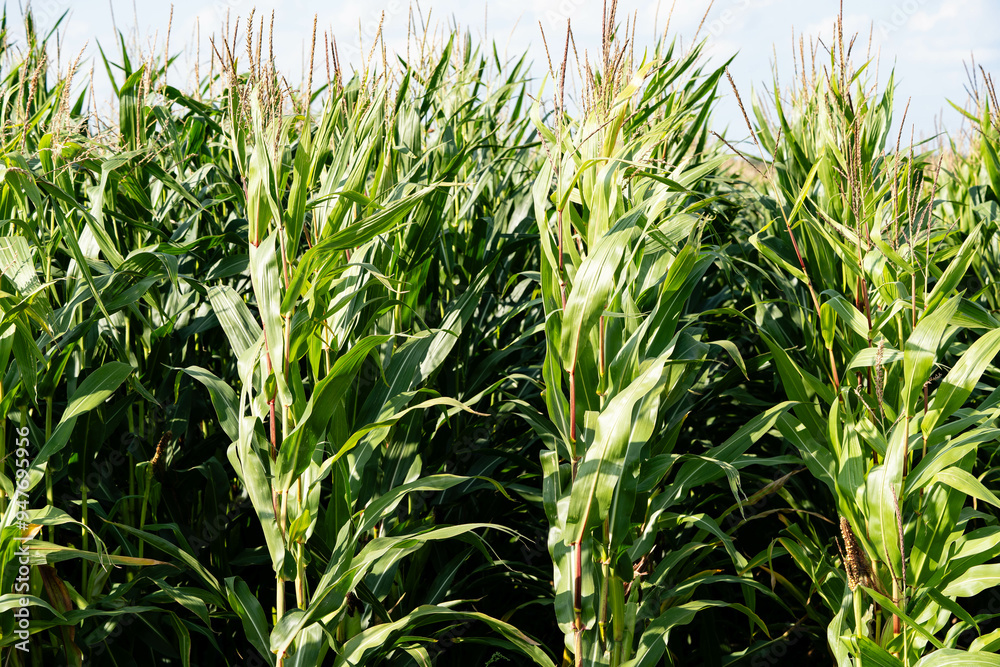 Fototapeta premium Frisch geernteter Mais Zea mays