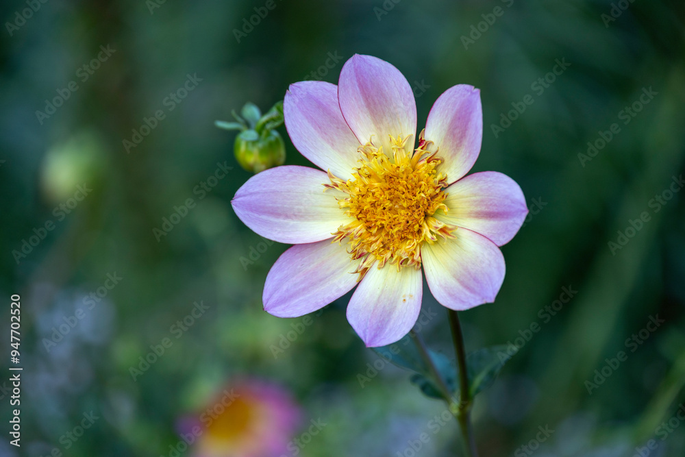 Close-up of a single flower in a flower meadow Close-up of a single flower in a flower meadow