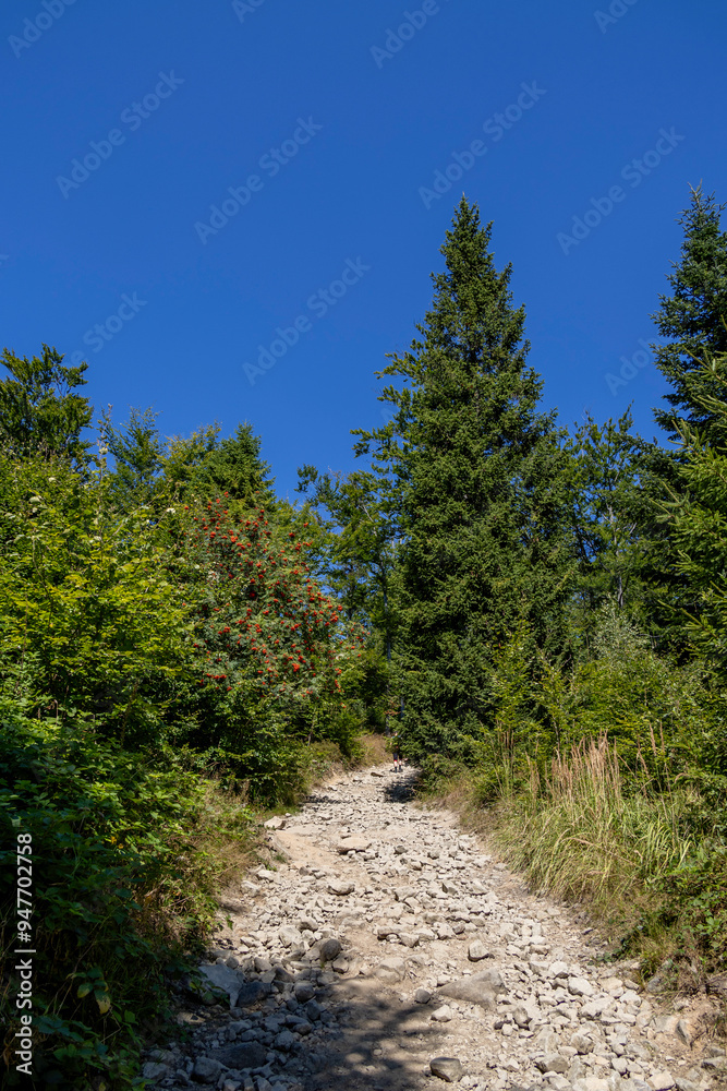 Road among the trees on a sunny hot summer day