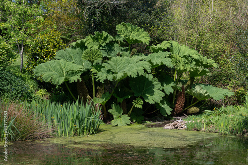 Gunnera or giant rhubarb plant on a pond margin