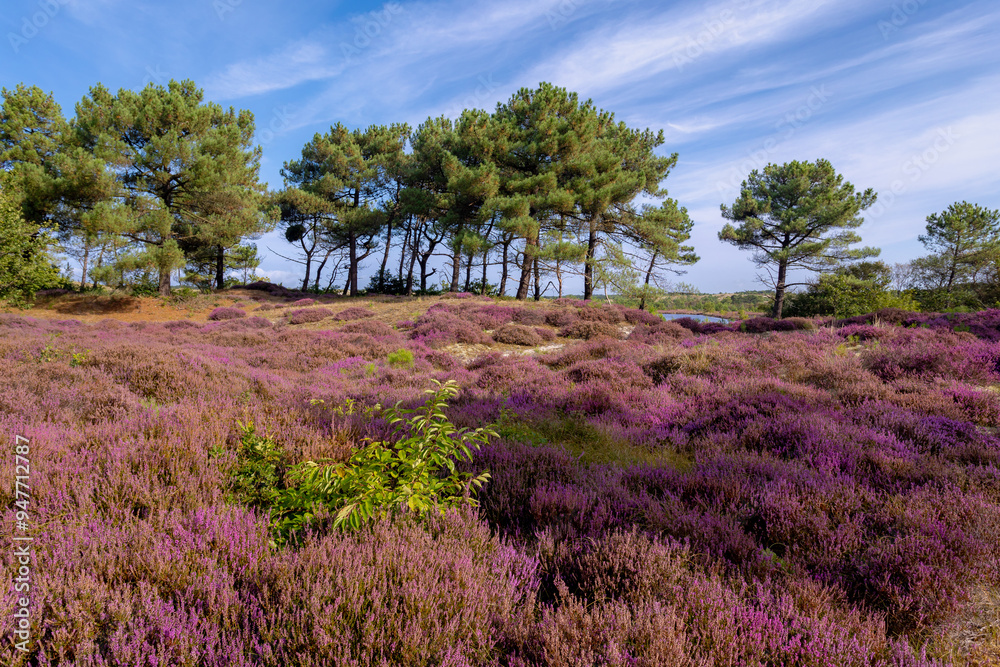 Landscape of purple flowers on the dunes, Flowering Calluna vulgaris (Heide, Heather or Ling) The sole species in the genus Calluna in the family of Ericaceae, Schoorl dune, Noord Holland, Netherlands Landscape of purple flowers on the dunes, Flowering Calluna vulgaris (Heide, Heather or Ling) The sole species in the genus Calluna in the family of Ericaceae, Schoorl dune, Noord Holland, Netherlands