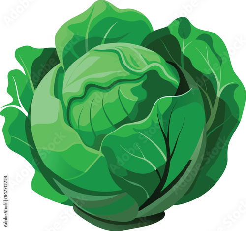 cabbage isolated on white background