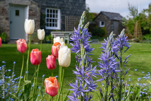 tulips and camassias growing in English Country garden