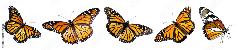 Monarch butterfly png cut out element set Monarch butterfly png cut out element set