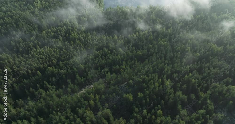 Aerial shot of a forest and lake on a misty morning Aerial shot of a forest and lake on a misty morning