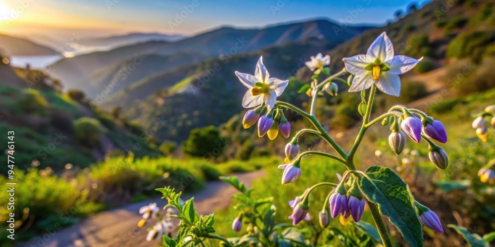Enchanting Chaparral Nightshade blooming in Santa Monica Mountains during Winter Enchanting Chaparral Nightshade blooming in Santa Monica Mountains during Winter