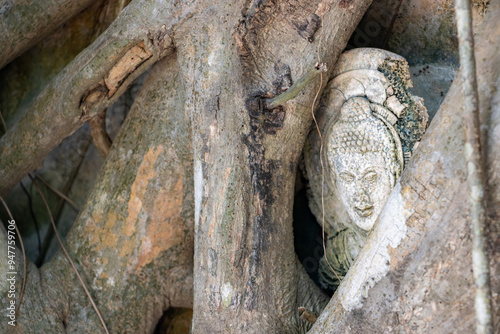 A plastic image of Buddha among the roots of trees, Thailand