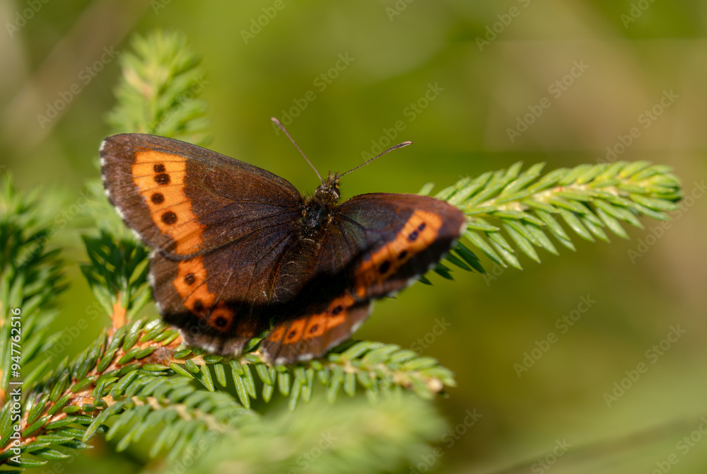 Arran Brown - Erebia ligea, beautiful small orange and brown butterfly from European woodlands, Jeseniky mountains, Czech Republic. Arran Brown - Erebia ligea, beautiful small orange and brown butterfly from European woodlands, Jeseniky mountains, Czech Republic.