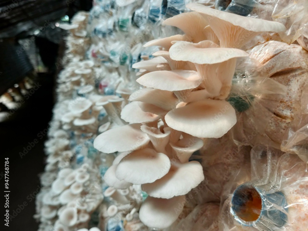 Hungarian white Oyster Mushroom Growing, beautiful natural organic oyster mushrooms, mushroom farm, cultivation Hungarian white Oyster Mushroom Growing, beautiful natural organic oyster mushrooms, mushroom farm, cultivation