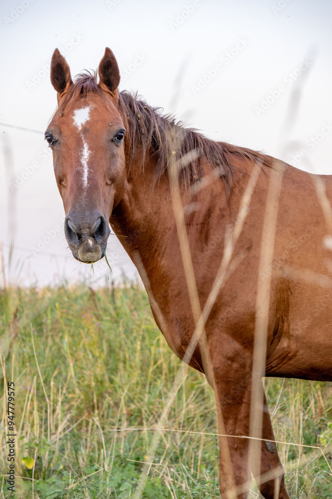 Naklejka premium horse grazing in tall dry grass
