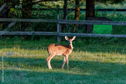 Fawn white-tailed deer in the park