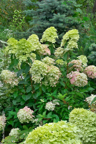 Blossoming light greenish with pinkish Panicle Hydrangea variety Little Lime. Flowers gradually becoming creamy, and towards the end of flowering they acquire a pinkish tint. Gardening concept